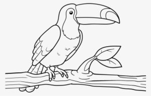 Coloring Book Toucan