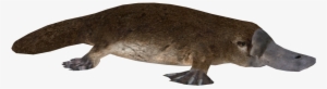 Platypus - Wiki