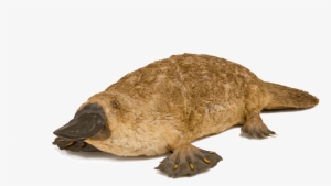 First Taxidermied Platypus