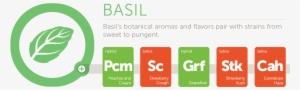 Basil@2x - Logo