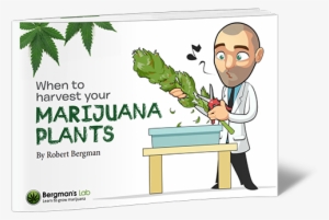 When To Harvest Your Marijuana Plants - Pink Marijuana Leaf