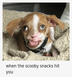Mfw, Tfw, And Weed - Scooby Snacks Weed