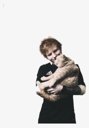 Ed Sheeran, Cat, And Ed Image - Ed Sheeran And Cat Fat