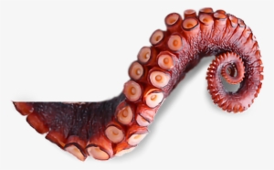 Report Abuse - Transparent Background Octopus Tentacle Png