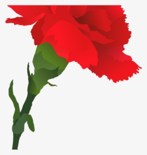 Rose Clipart Carnation - Red Carnation Drawing