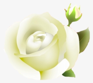 More Like White Rose Png By Melissa-tm - Portable Network Graphics