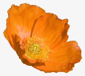 California Poppy Flower Clipart - Orange Poppy Flower