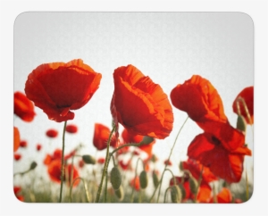 Poppy Flower Mouse Pad - Eurographics Dgs Au2106 Poppy Blossoms Tempered Kitchen