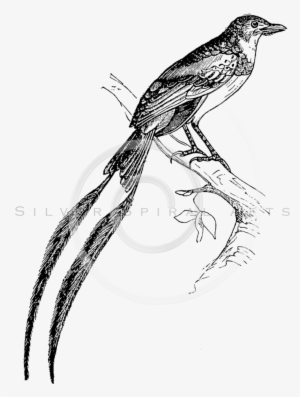 Vintage Bird At Getdrawings - Drawing
