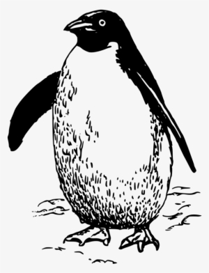 Emperor Penguin Bird Drawing Line Art - Penguin Black And White Clip Art