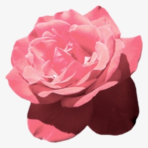 Aesthetic Flower Png - Pink Flowers Aesthetic Png