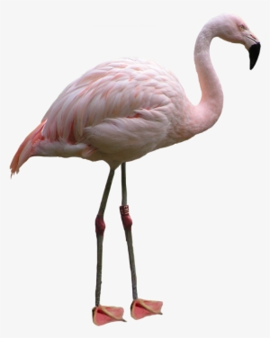 flamingo png images - flamingo png