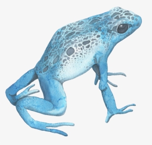 Blue Watercolor Frog Transparent Decorative Pattern - Watercolor Painting