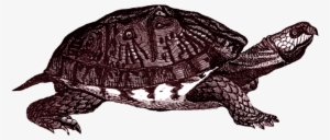 Box Turtle Png Clipart - Tierisch Barock - When Animals Talk