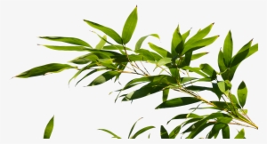 Bamboo Tree Branch Png