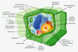 Plant Cell Structure-en - Plant Cell