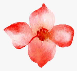 Red Watercolor Hand Painted Flowers Transparent - Watercolor Painting