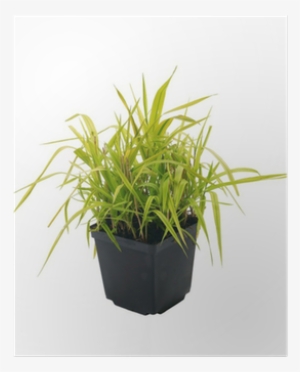 Ornamental Grass Phalaris Arundinacea Arctic Sun Poster - Phalaris