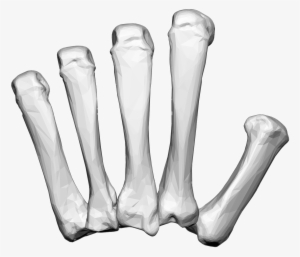 Left Hand Carpal Bones