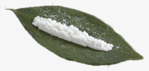Coca Cocaine