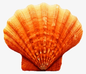 Freeuse Download Dark Orange Seashell By Jeanicebartzen