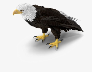Bald Eagle Png Download Image - Eagle Standing Png