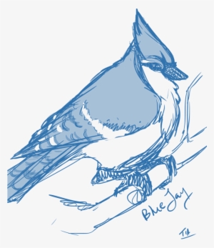 Blue Jay - Realistic Blue Jay Drawings Transparent PNG - 1017x786 - Free  Download on NicePNG