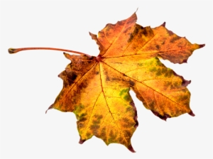 Autumn, Leaves, Leaf, Png, Transparent, Fall Color - Hoja De Otoño Png