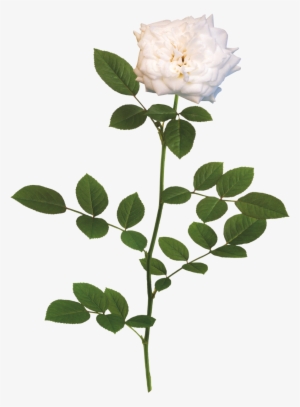 The White Drift® Rose - Rose