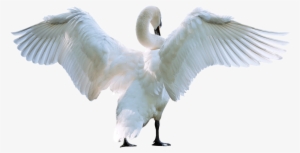 Download Amazing High-quality Latest Png Images Transparent - Swan Png