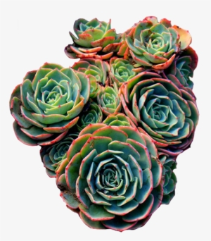 Red Green Pattern Png Transparent Succulents Succulent - Succulent Transparent