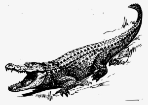 Alligator Png