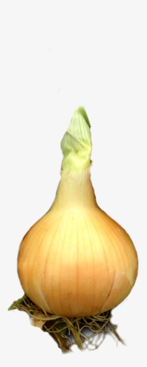 Onion - Onions With Roots Png