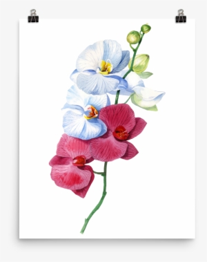 Bright And Colourful Orchid Watercolour Matte Poster - Orchid Watercolour