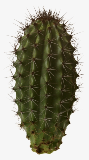 Download - Cactaceas Png