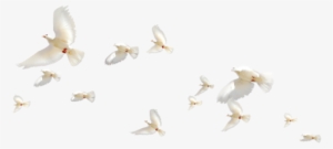 Flying Birds, Birds In Flight - Transparent Background Dove Fly Png