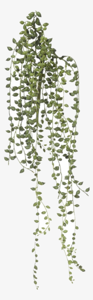 String Of Pearls Plants Canvas Home Interiors Australia - String Of Pearls Plant Transparent