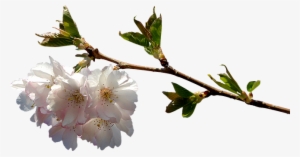 Branch Png