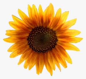 Sunflower Metalhead64 Edited - Sunflower Png