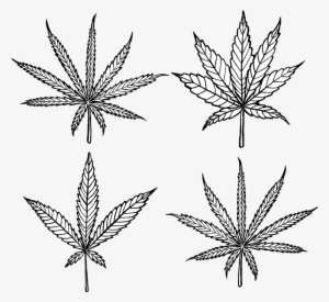 Cannabis Transparent Dagga - Cannabis Indica Diagram