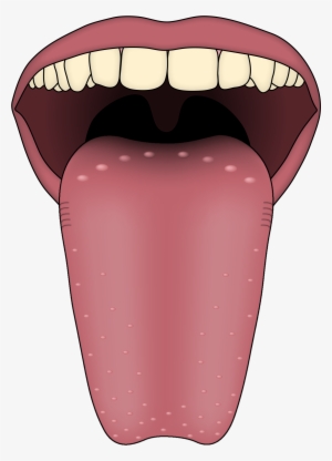 Human Tongue Png Image