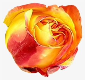 Rose Bud Opening Into Bloom Plant Png Images No Background - Graphics