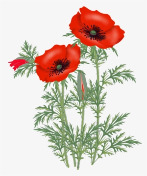 Цветы - Free Image Poppy Png