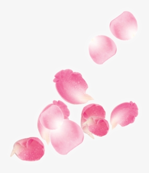 Pink Rose Petals Falling Png - Pink Rose Petals Falling