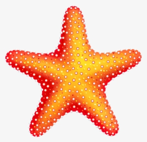 Starfish Png Clip Art - Starfish Clipart