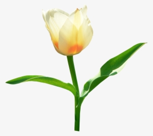Single White Png Stickpng Jpg Black And White - Tulip