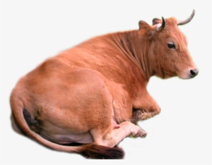 Brown Cow Transparent Image - Sitting Cow Png