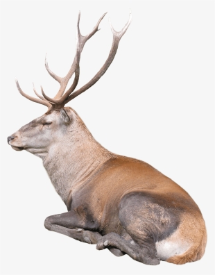Free Png Reindeer Png Images Transparent - Raindeer Png