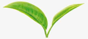 Tea Leaves Png - Tea Leaf Png