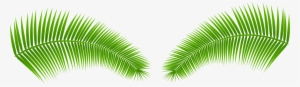 palm leaves transparent png clip art image